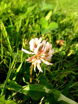 clover in the sun