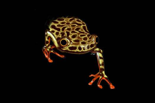 R is for Riggenbach's Reed Frog