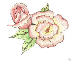 roses Feb1
