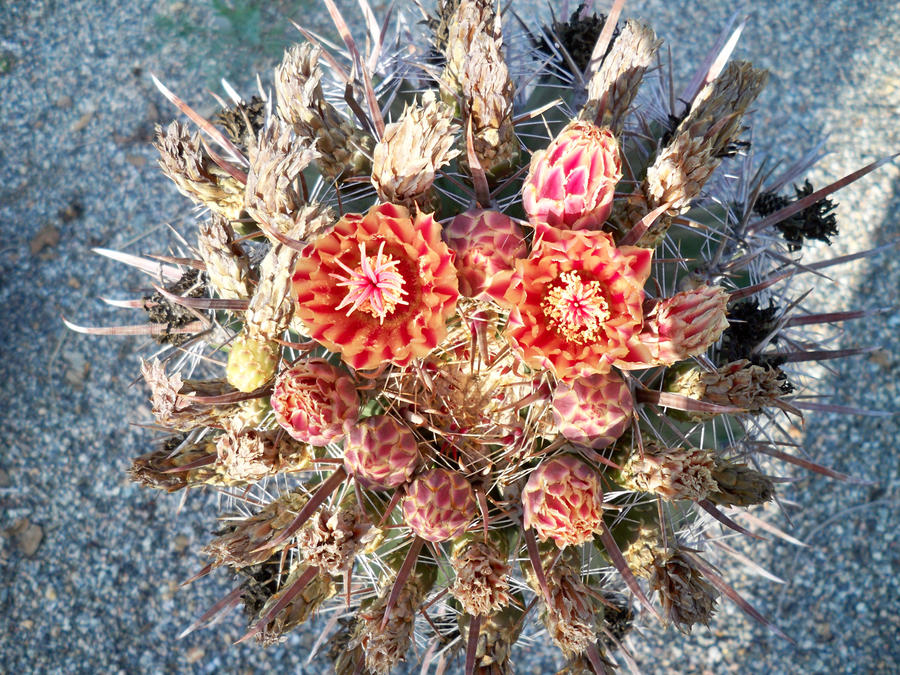 Weird Alien Cactus by MichelleTaichou on DeviantArt