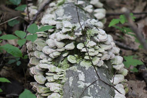 Look at this Fungi
