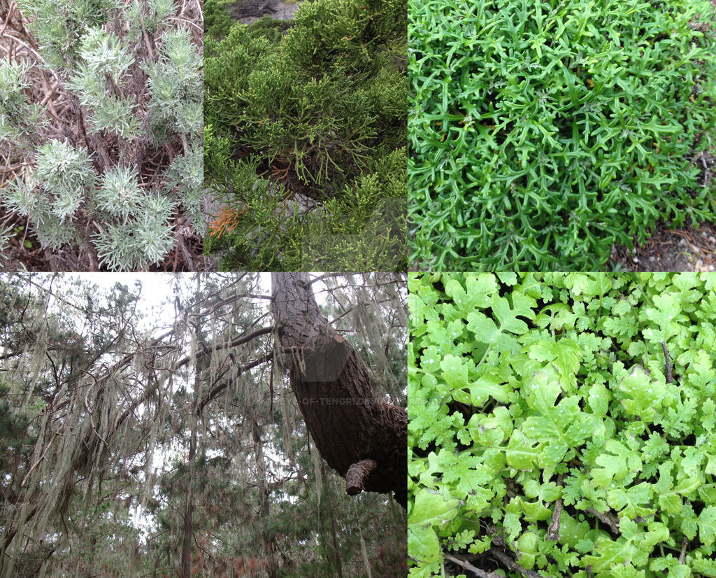 Plants of Point Lobos