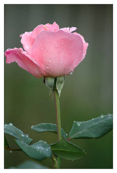 Rain on Rose