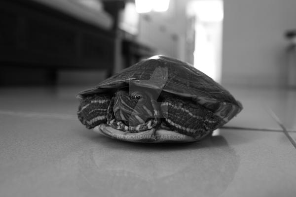 Turtle Getting Scared Scared Little Turtle by Baiqo on DeviantArt