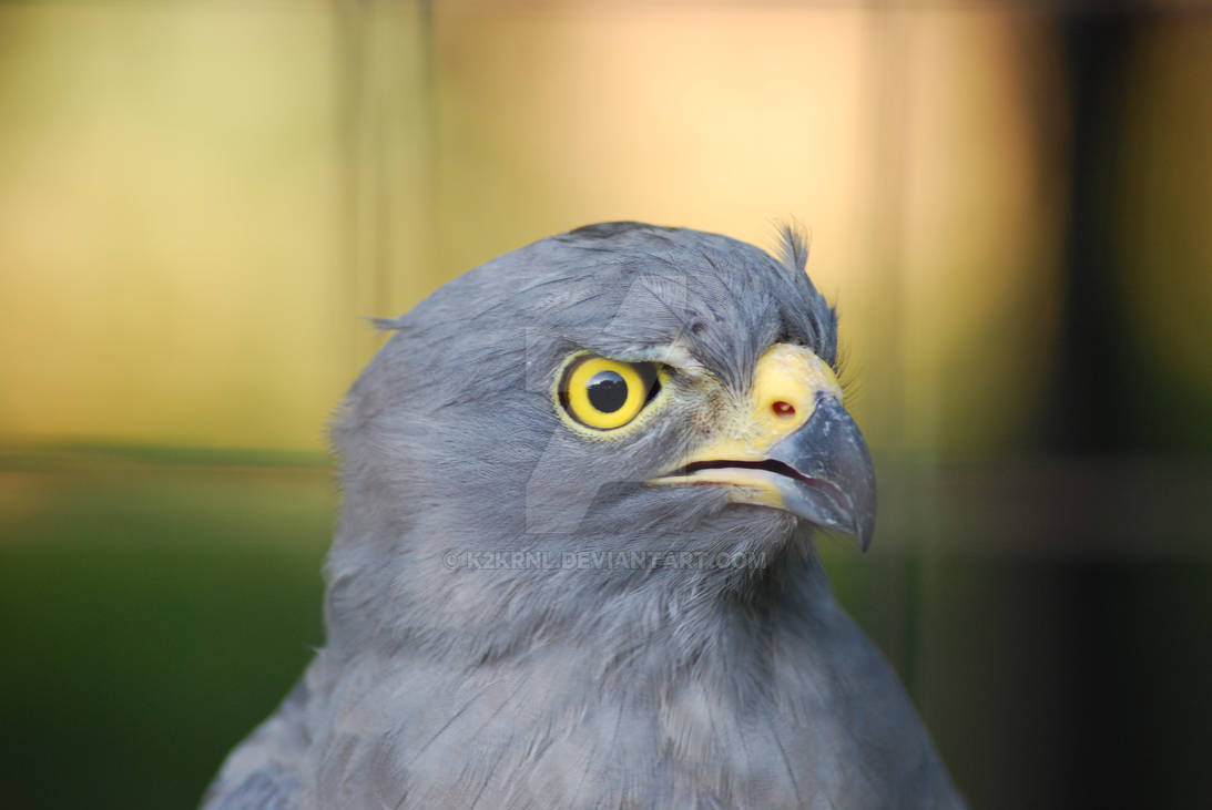 Eagle Habado