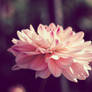 Pink Dhalia#2