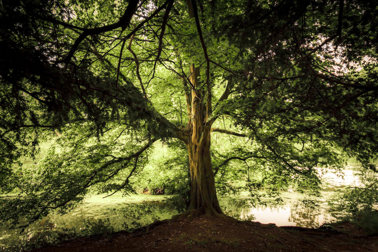 Saxon Tree I by LostChemist on DeviantArt