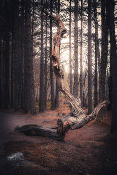 Loch Morlich Woods III