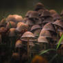 Mushrooms XXI