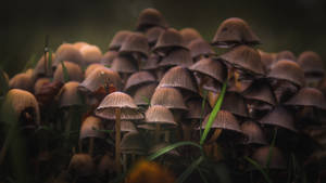 Mushrooms XXI