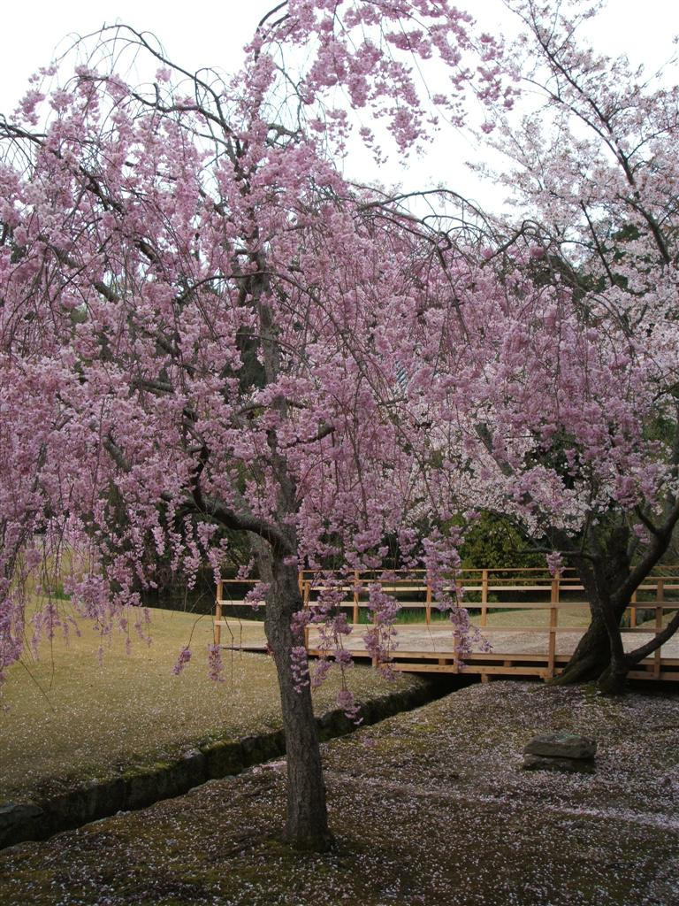 Blooming Sakura