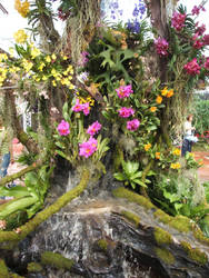 Orchid Display 3