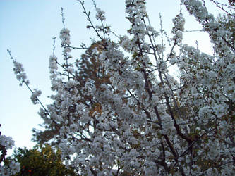 Cherry Blossom 4