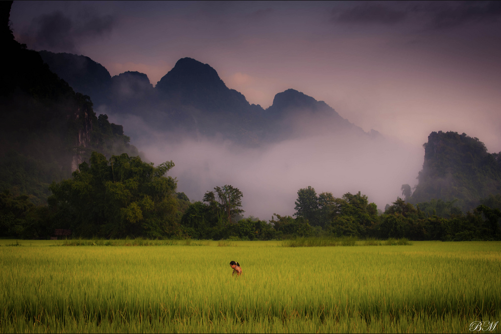 le rice fields