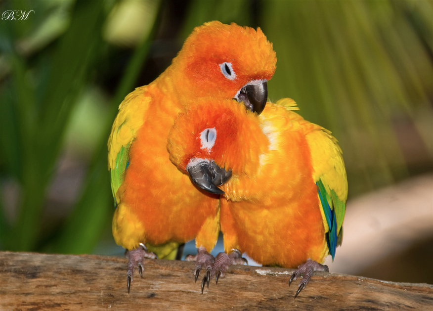 le sun conures