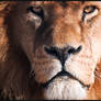 le lion