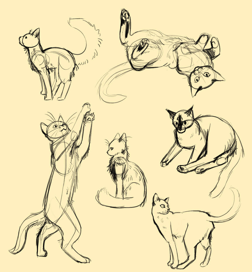 Cat Study Reference Cat Studies by lycosiday on DeviantArt