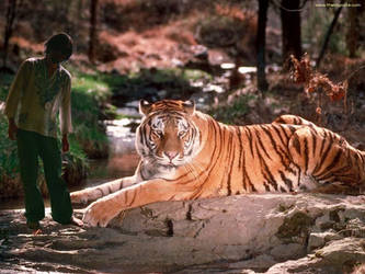 friendly rest with a tiger