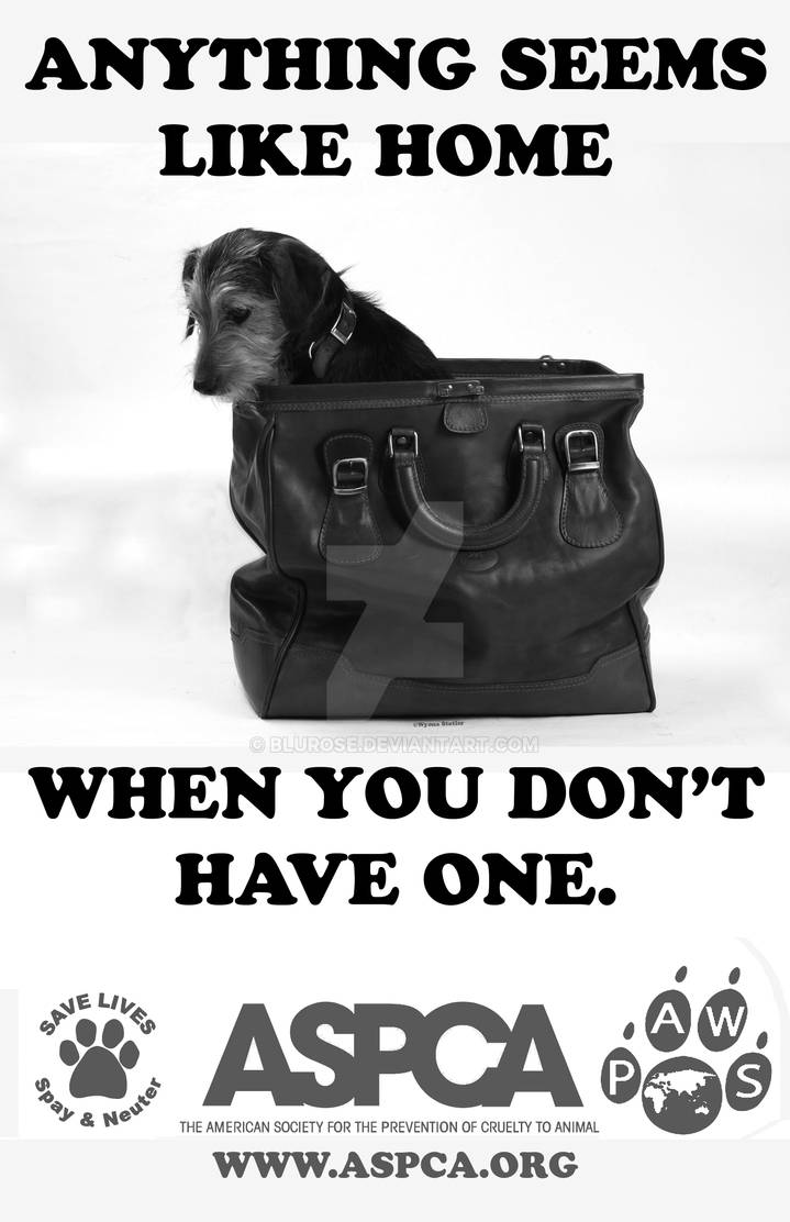 Homeless Pet Poster 2 By BluRose On DeviantArt homeless-pet-poster-2-by-blurose-on-deviantart