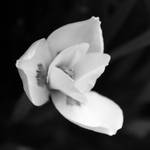Fragility by MoonGobbler