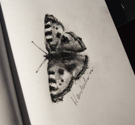 Day 6: a butterfly