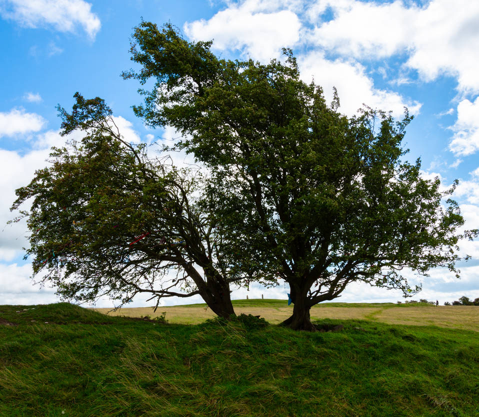 The Faerie Tree on Tara by anseo1985 on DeviantArt
