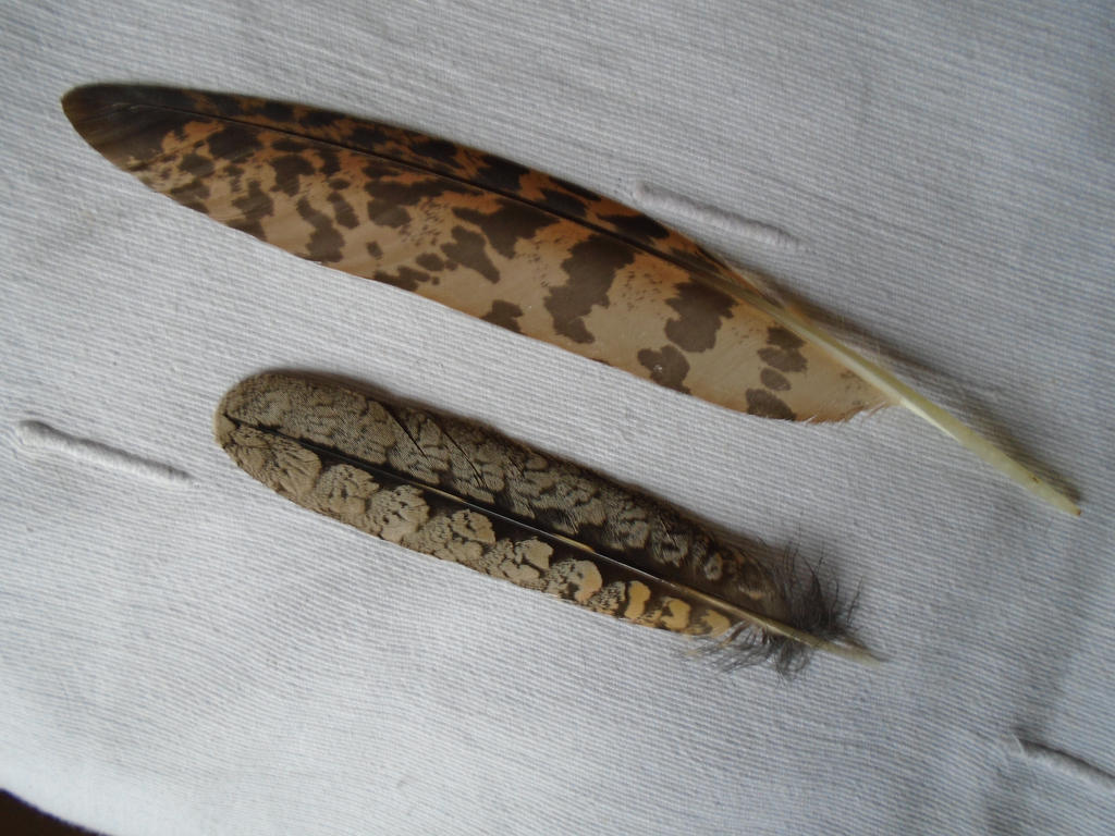 Bittern And Nightjar or Frogmouth By Wasfuman On DeviantArt bittern-and-nightjar-or-frogmouth-by-wasfuman-on-deviantart