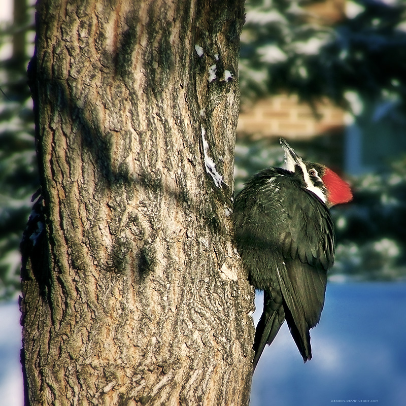 A Woodpecker