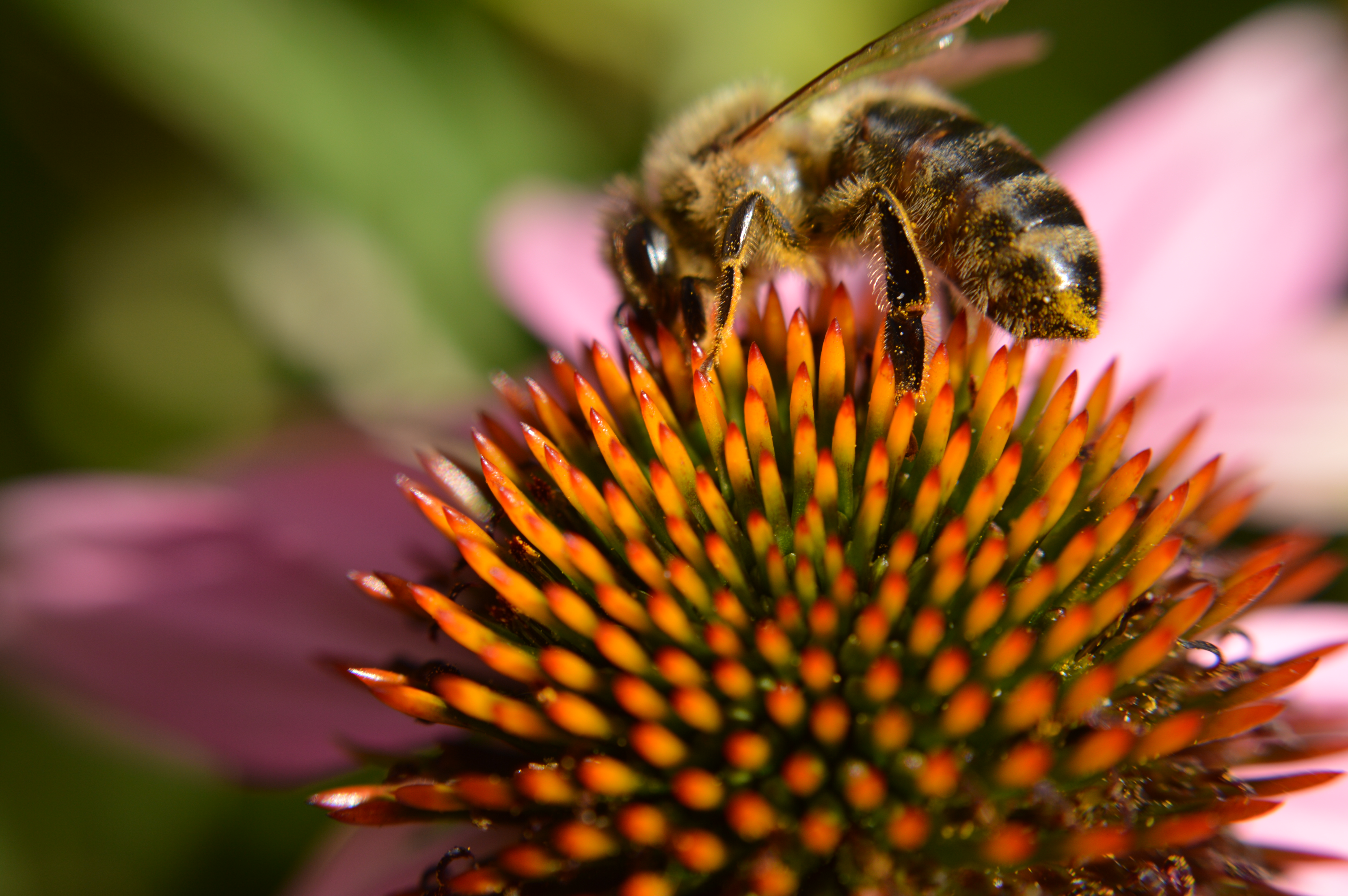 A bee on a Echinacea