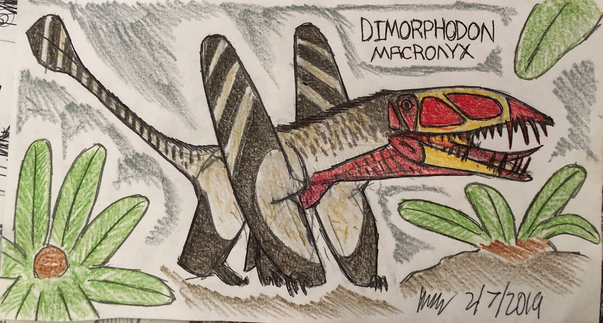 Dimorphodon for Jurassic June by MakairodonX on DeviantArt