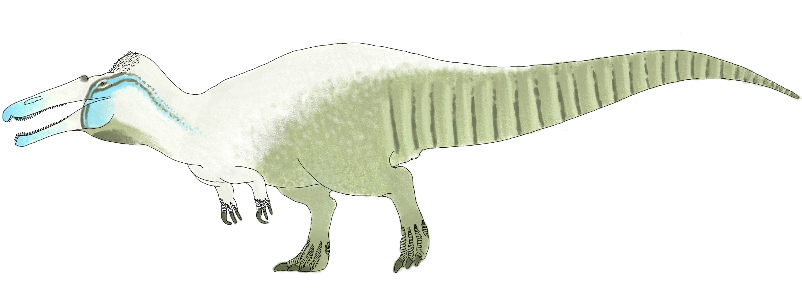 Camarasaurus lentus by SpinoInWonderland on DeviantArt