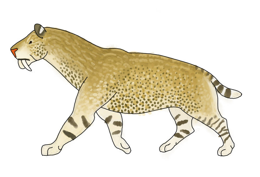 Calico Sabertooth King of the Saber Tooths by MakairodonX on DeviantArt
