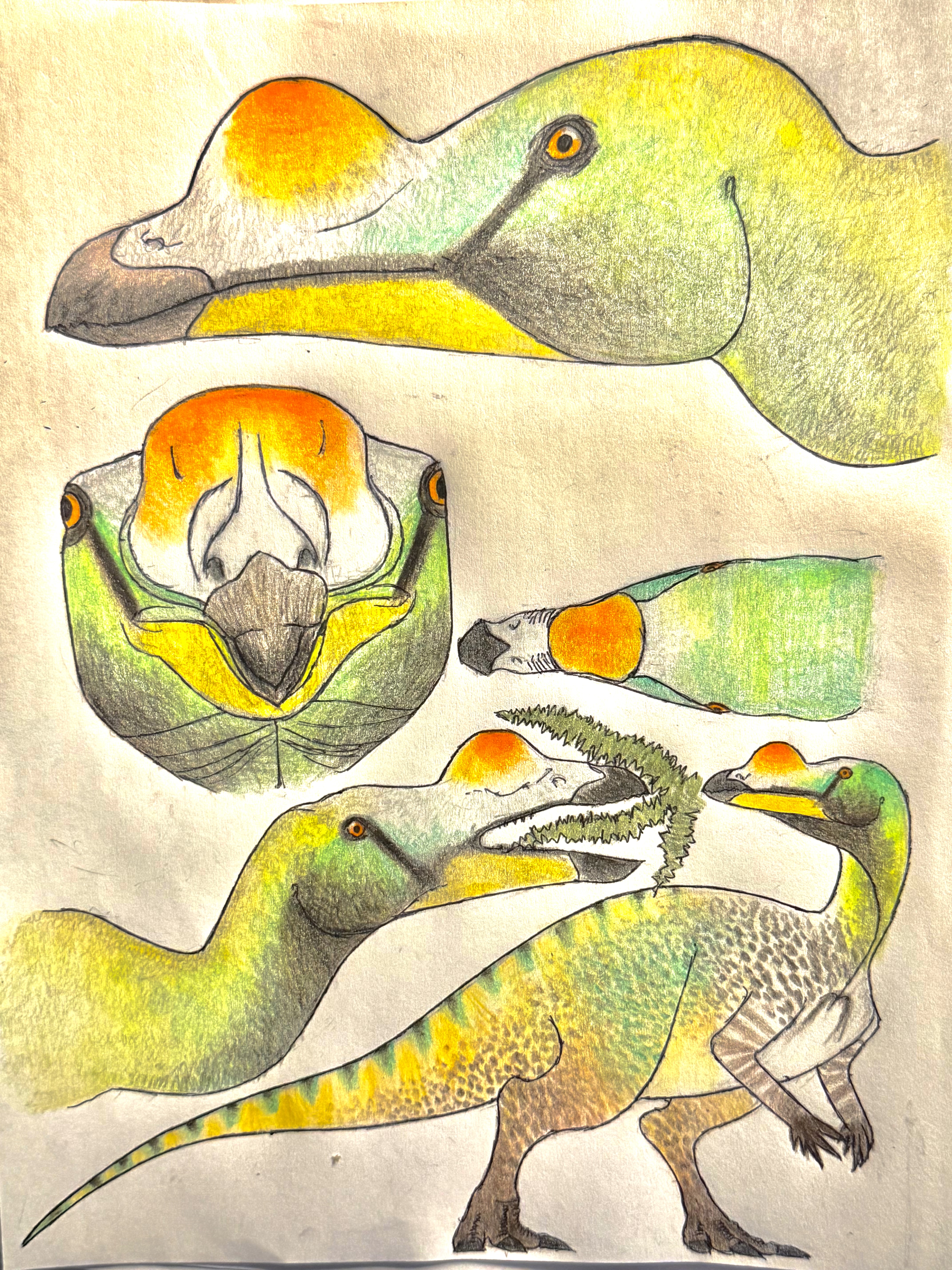 Muttataurus New look of Muttaburrasaurus by MakairodonX on DeviantArt