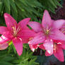 Pink Lily