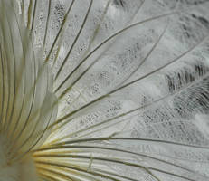 white peacock feathers