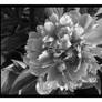 FLOWER BW