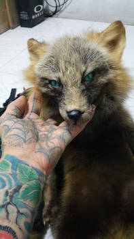 kodiak cross fox