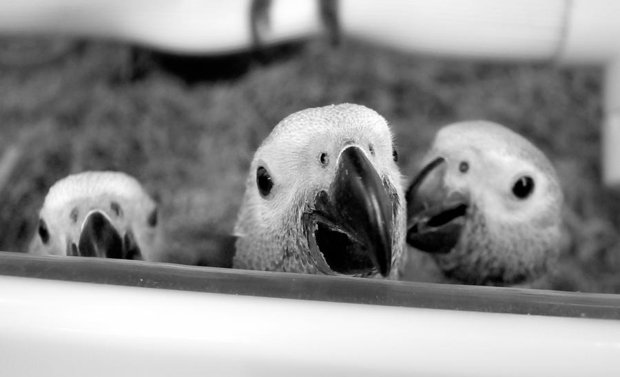 Three Little Greys