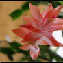 Christmas Cactus