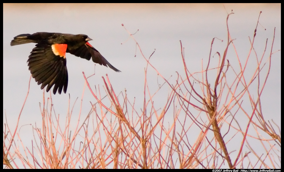 Red-Winged Black Bird