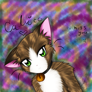 My lost kitty Calico...