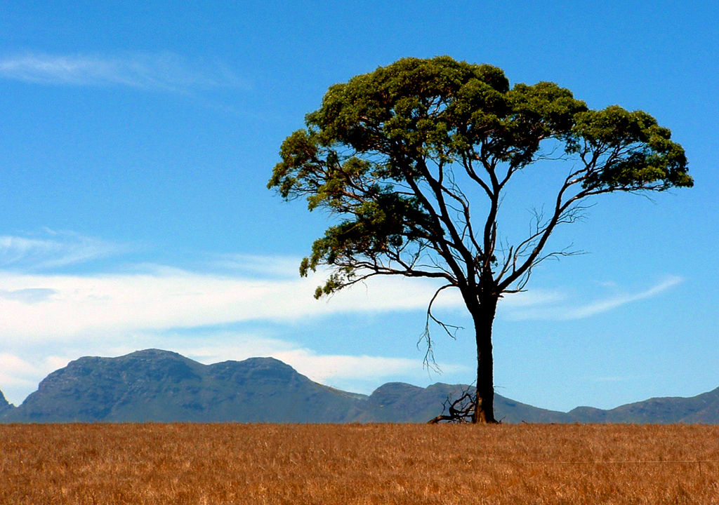 StirlingRangeWesternAustralia2