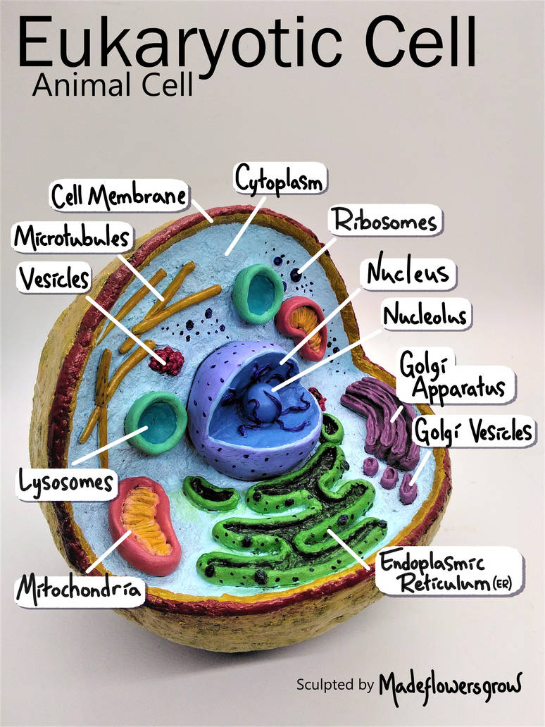 Full Cell Model Animal Cell Model by madeflowersgrow on DeviantArt