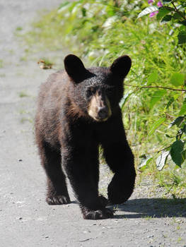 Black Bear Cub Stock 1