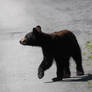 Black Bear Cub Stock 2