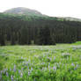 Blue Flowers Meadow 2