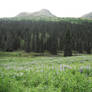 Blue Flowers Meadow 3