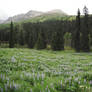 Blue Flowers Meadow 10