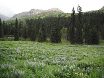 Blue Flowers Meadow 10 by prints-of-stock