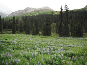 Blue Flowers Meadow 10